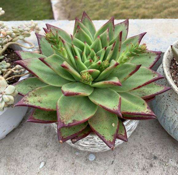 口红多肉长的小头要切掉吗