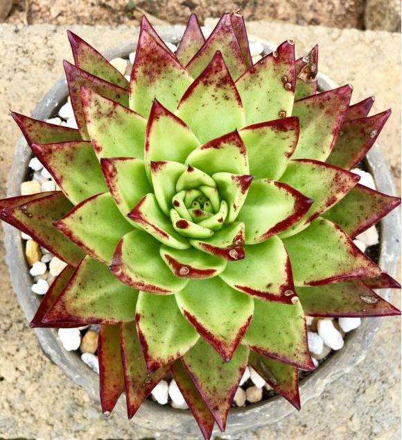 血背大口红多肉 你们说能全红么