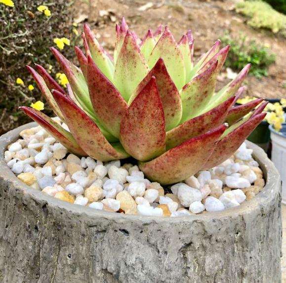 血背大口红多肉 你们说能全红么