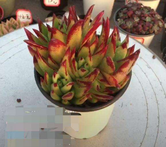 这个10厘米的口红多肉 65元贵不贵