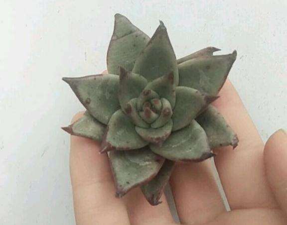 这是黑檀汁 还是口红多肉