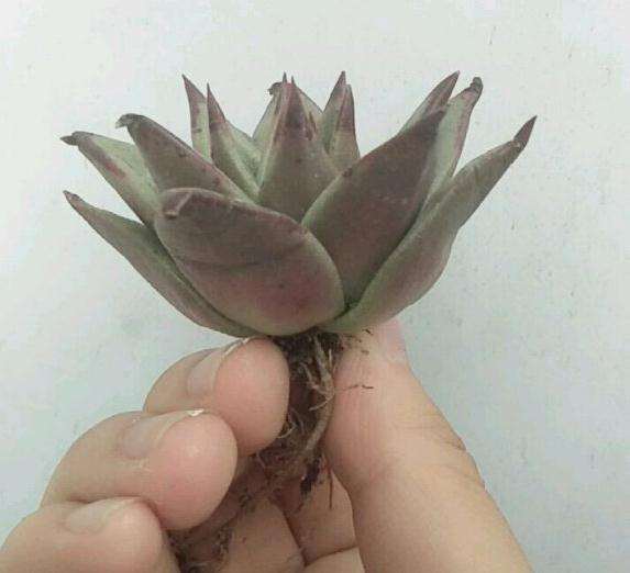 这是黑檀汁 还是口红多肉