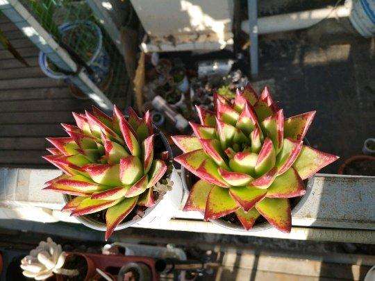 看着怎么像口红多肉