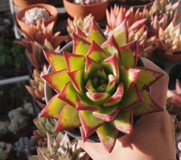 看着怎么像口红多肉