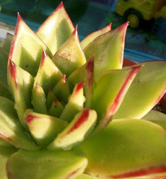 口红多肉晒伤怎么解决