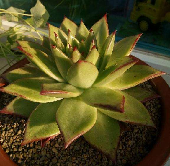 口红多肉晒伤怎么解决