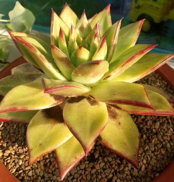 口红多肉晒伤怎么解决