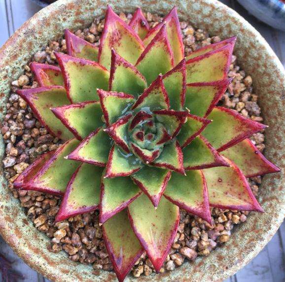 口红多肉怎么样 没上色 绿油油的