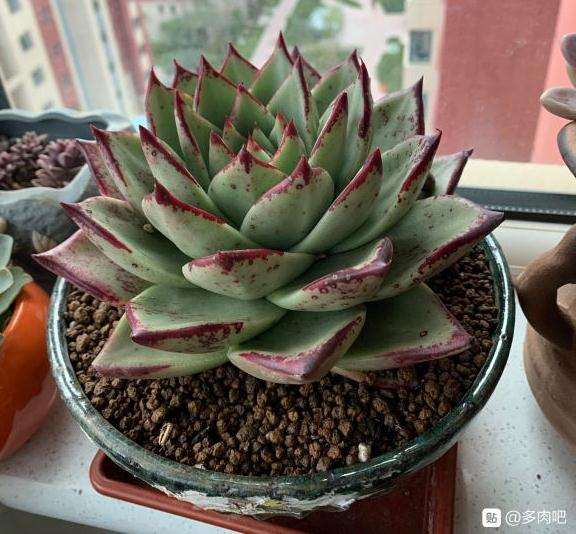 这是乌木 还是口红多肉