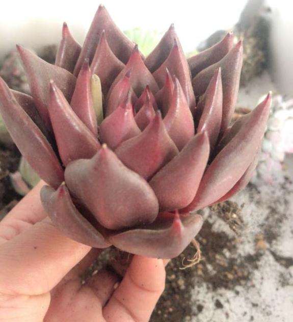 口红和罗密欧共4个多肉100元 贵吗