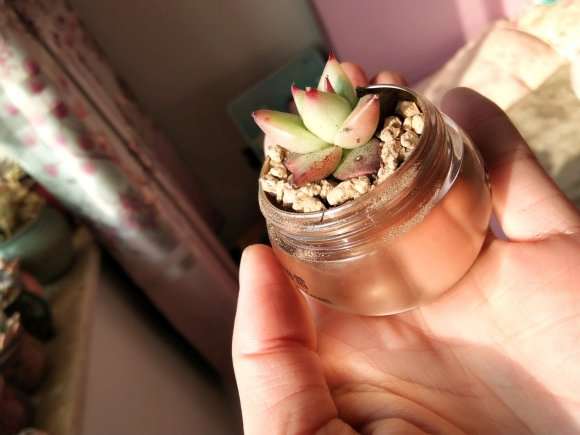 口红多肉终于上盆整理完了