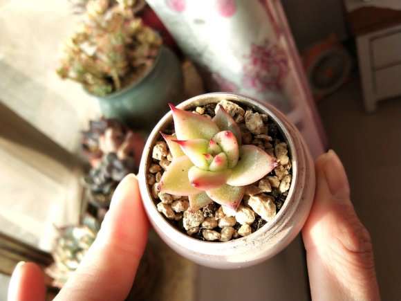 口红多肉终于上盆整理完了