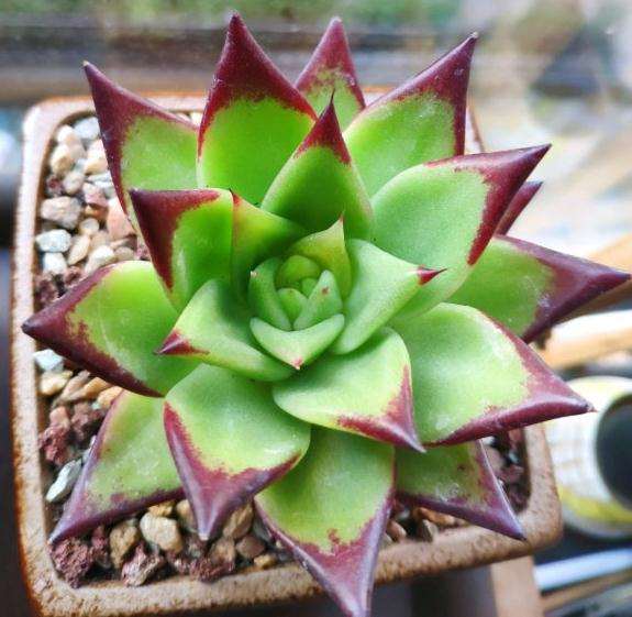 口红多肉叶心几片叶子化水了