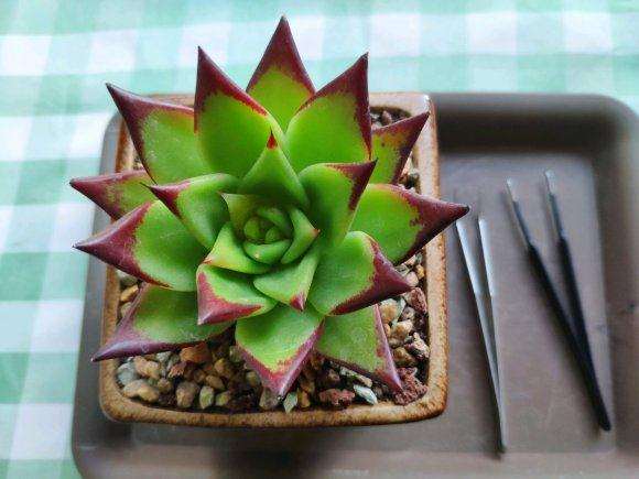 口红多肉叶心几片叶子化水了