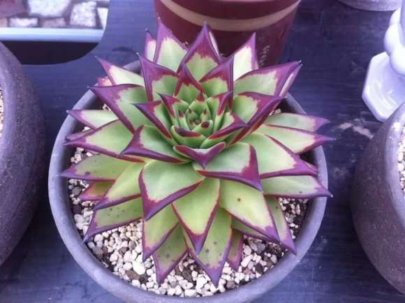 东云口红多肉和魅惑是一个品种吗