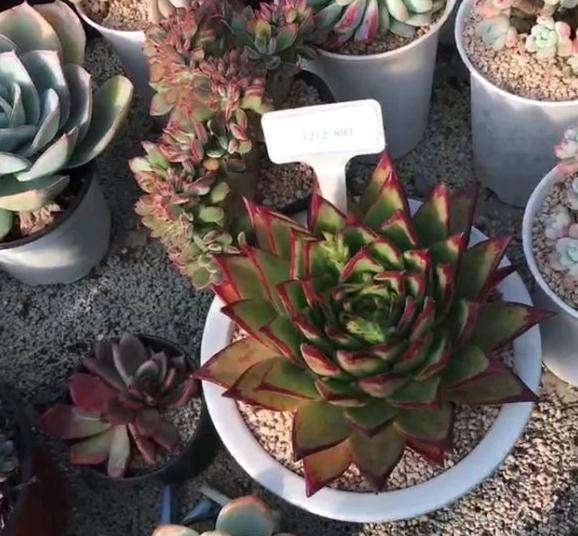 这口红多肉39元