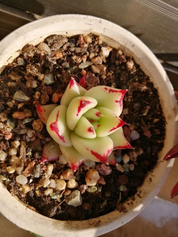 这是个什么多肉 口红 乌木 黄皮