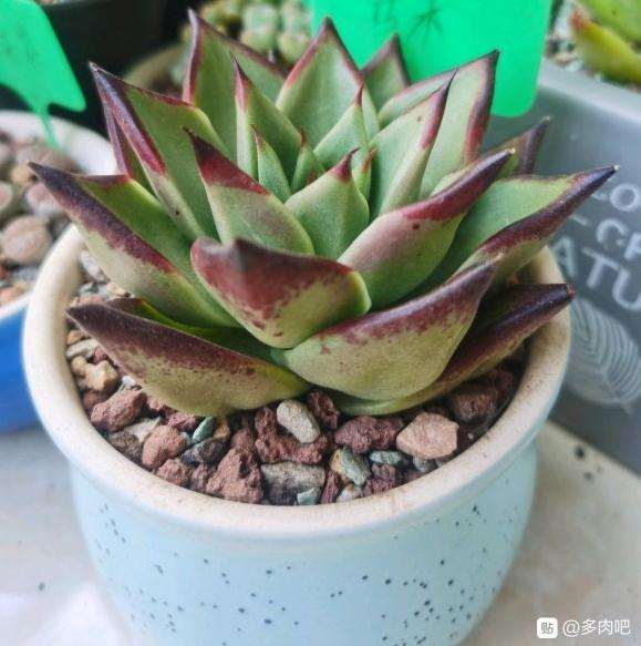 为什么这是乌木多肉