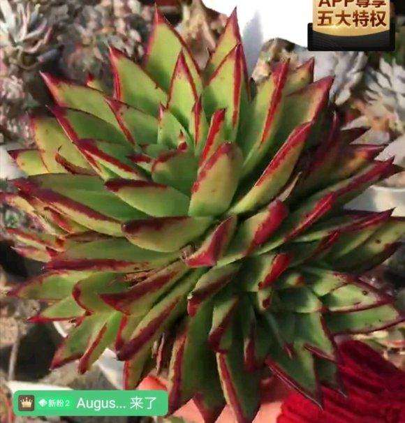 魅惑之宵和口红多肉是一种吗 图片