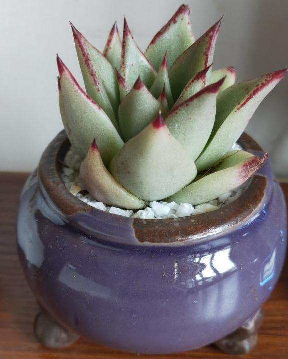 在花店里买了1盆口红多肉