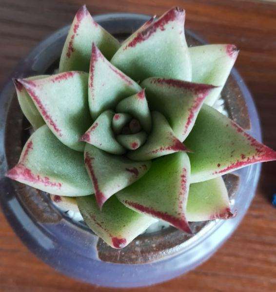 在花店里买了1盆口红多肉