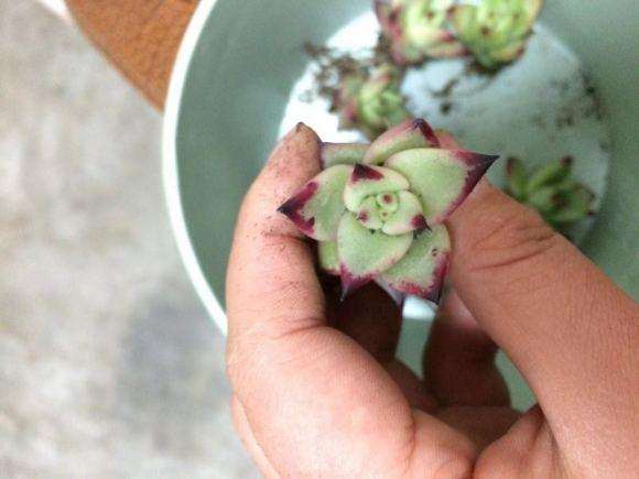 36元8个口红多肉苗 可以吗 贵吗