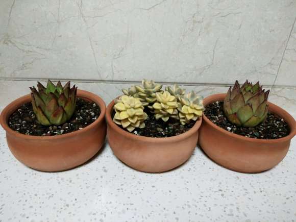 口红多肉和美杏锦上盆照