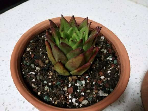 口红多肉和美杏锦上盆照