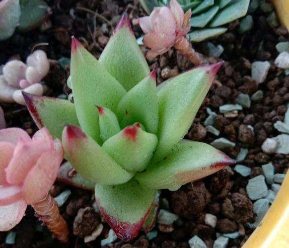 乌木怎么越养我越感觉像口红多肉了