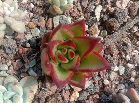 乌木怎么越养我越感觉像口红多肉了