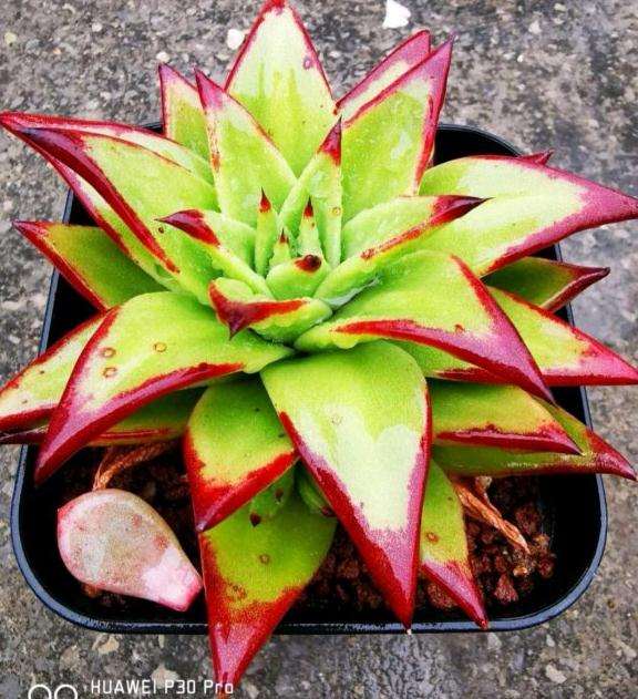 口红多肉 从来没有红过 怎么办 图片