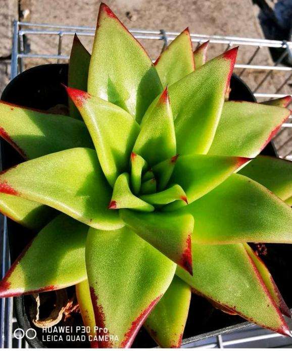 口红多肉 从来没有红过 怎么办 图片