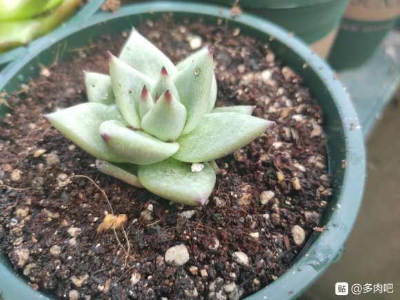 口红多肉不发根 已经死亡 怎么办 图片