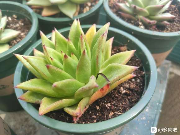 口红多肉不发根 已经死亡 怎么办 图片