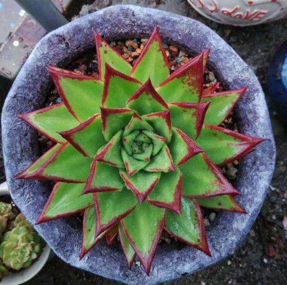 口红多肉出花剑了 能授粉打种子吗