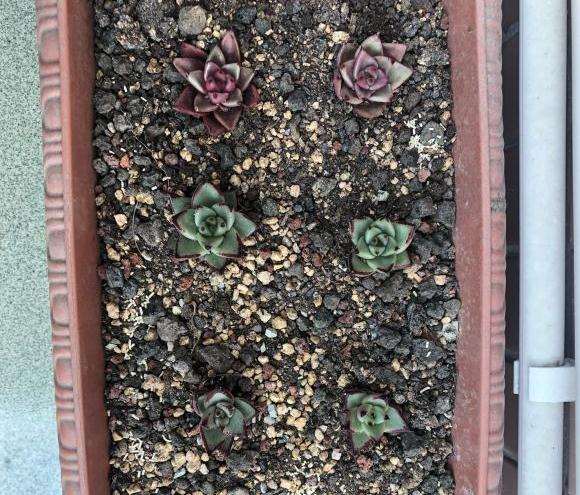 广东养口红多肉好养吗