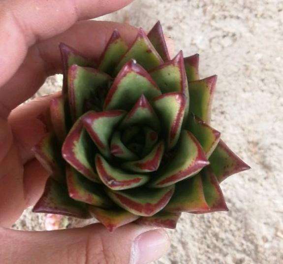 广东养口红多肉好养吗