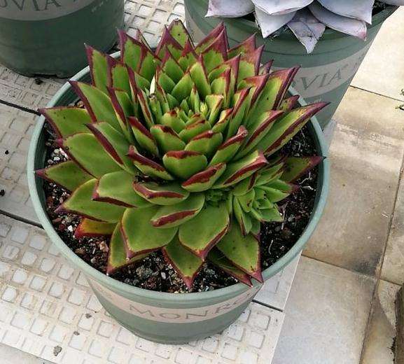 广东养口红多肉好养吗