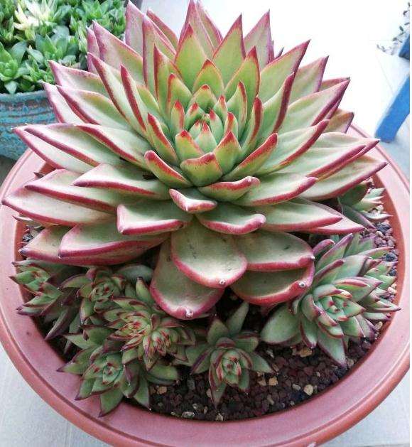 这个是不是口红多肉