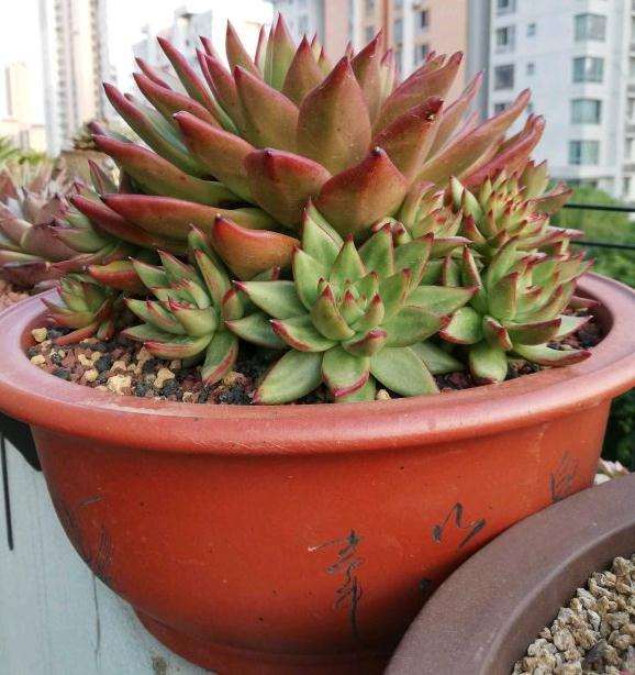 这个是不是口红多肉