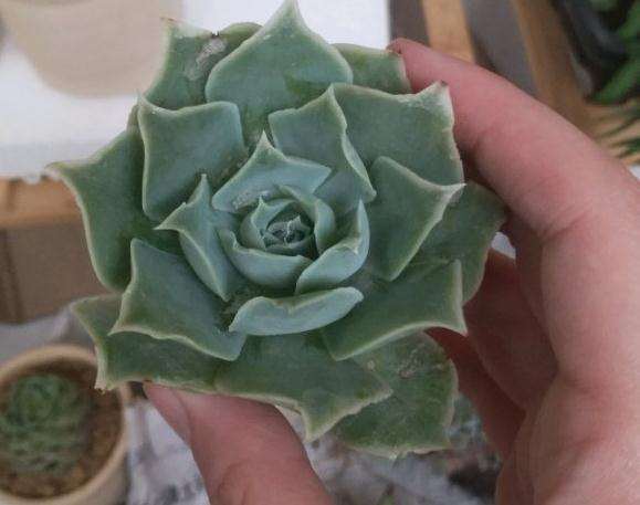 口红多肉开个小箱 20元 贵吗 图片