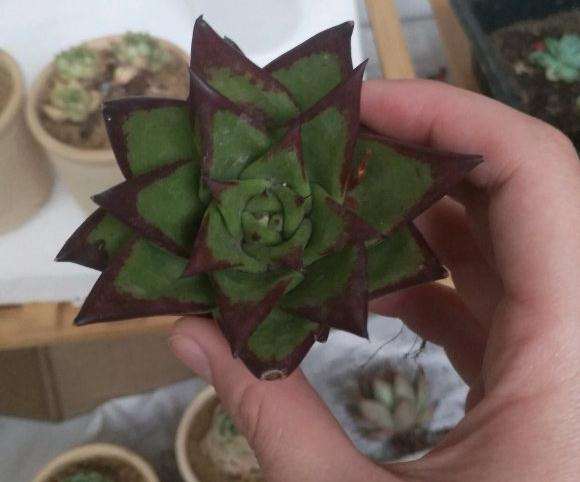 口红多肉开个小箱 20元 贵吗 图片