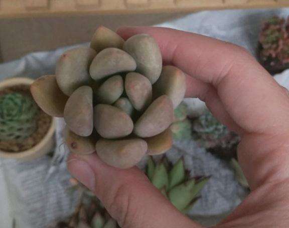 口红多肉开个小箱 20元 贵吗 图片