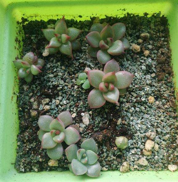 口红多肉怎么养护的经验