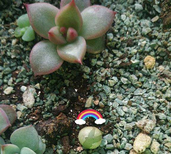 乌木和口红多肉怎么养护吗