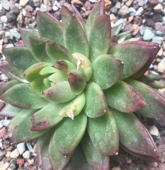 为什么我的口红多肉叶尖枯萎了啊