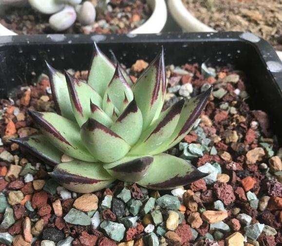 为什么我的口红多肉叶尖枯萎了啊