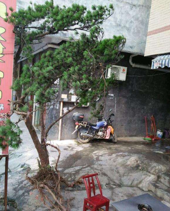 天然迎客松下山桩