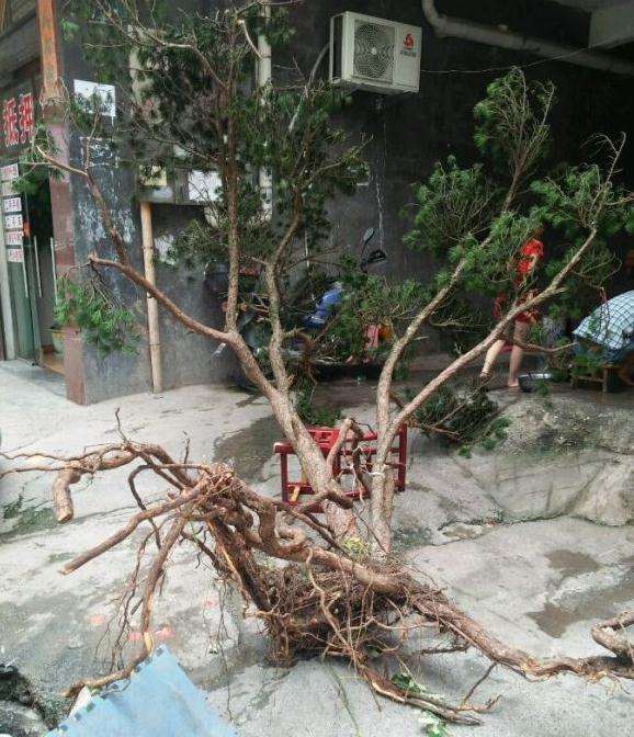 天然迎客松下山桩