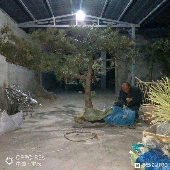 这是迎客松下山桩吗 都已经成活了 图片